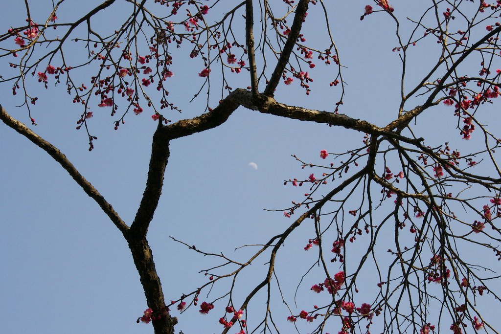 ⛩️ 야보 텐만궁 이미지 6